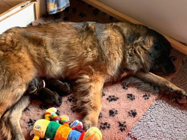 chiot Leonberger Du Domaine Tout Y Croît