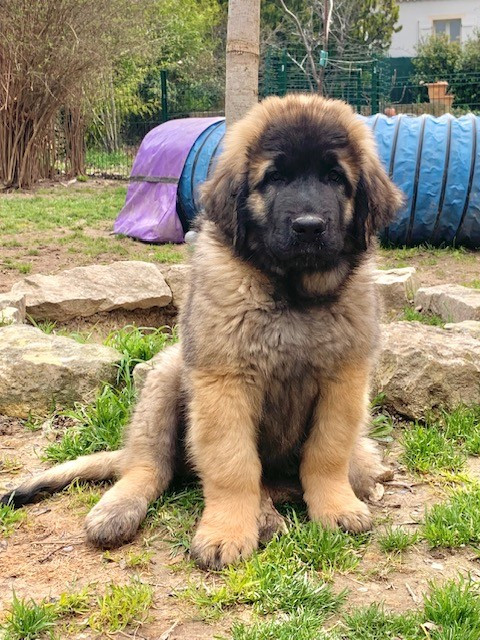 Alys Shou Du Domaine Tout Y Croît