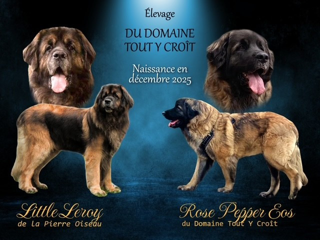 NAISSANCE ATTENDUE DECEMBRE 2025