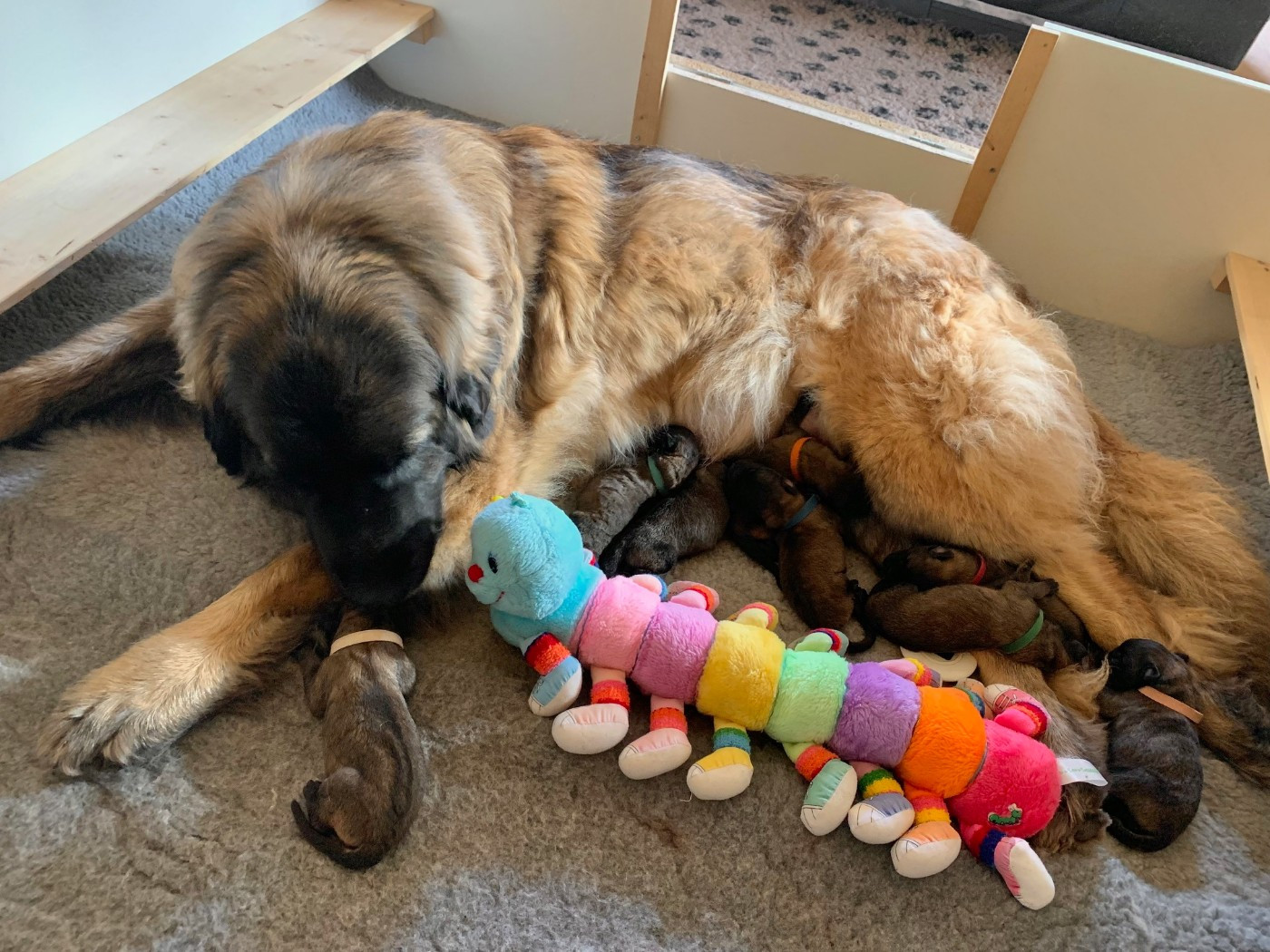 Du Domaine Tout Y Croît - Leonberger - Portée née le 05/12/2025