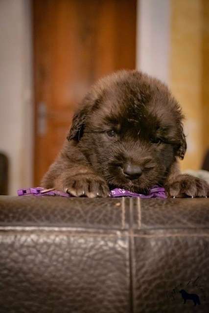 Du Domaine Tout Y Croît - Chiots disponibles - Leonberger