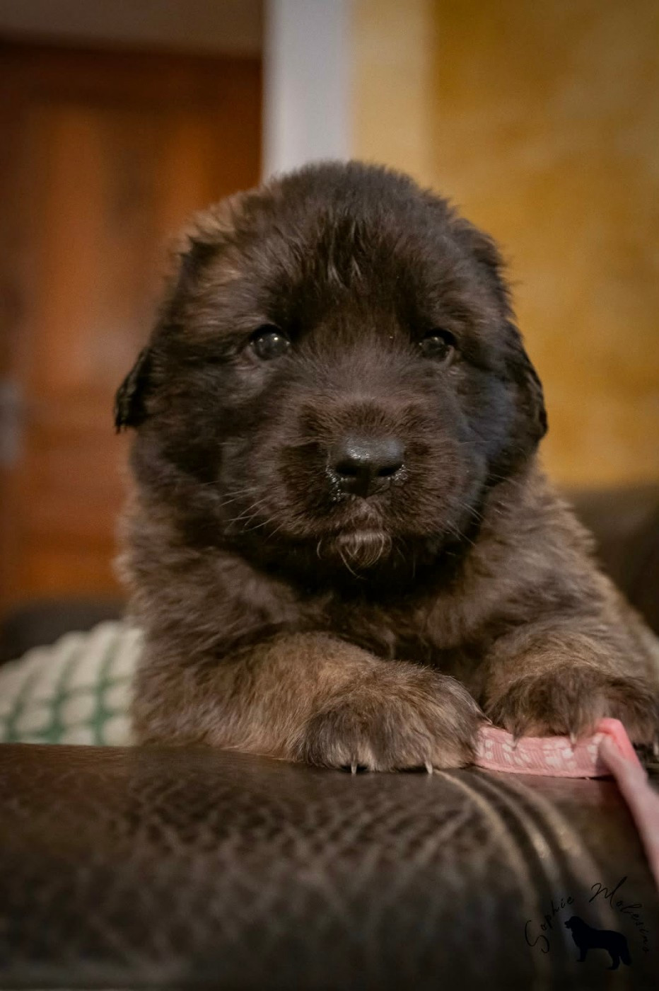 Du Domaine Tout Y Croît - Chiots disponibles - Leonberger