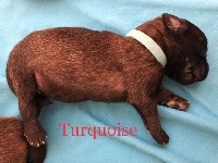 Boy turquoise OWEN