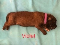 Boy violet OSLO