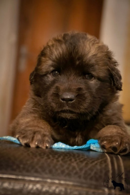 PEANUTS - Collier turquoise