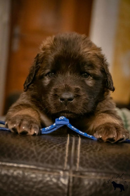 ATLAS - Collier bleu