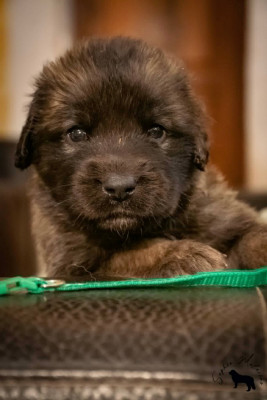 ASTRO - Collier vert