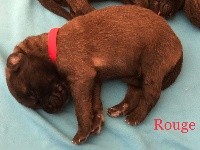 Boy rouge OSCAR