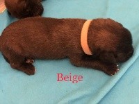 Boy beige OSLOW