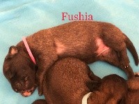 Miss fuchsia O'NAÏA