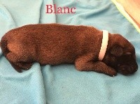 Boy blanc ONYX