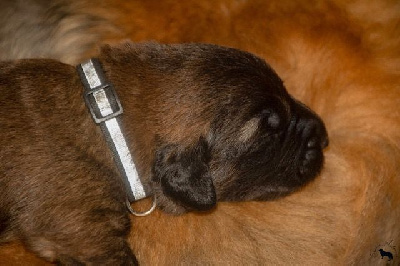 THORGAL collier noir