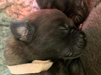U'LINKA Collier rose