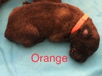Boy orange OPIUM