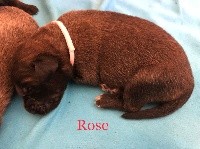 Miss rose ORLEE