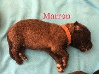 Boy marron OKI
