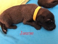 Boy jaune ORION